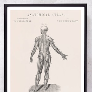 Antique Anatomy Art Print: 1849 Human Muscles Illustration