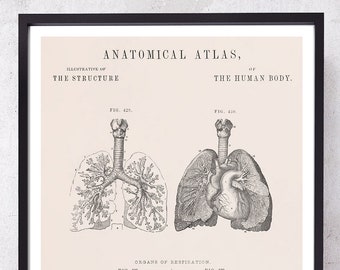 Antique Larynx Trachea Bronchia Anatomy Art Print: Pulmonology Gift
