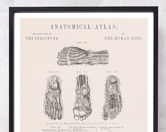 TIPIAL ARTERIES and FOOT anatomy art print for Podiatrist and Podiatry medical student gift just graduate