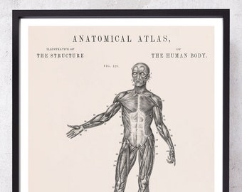 HUMAN BODY and MUSCLES anatomy art print for doctor and physical therapist medical student gift just graduate