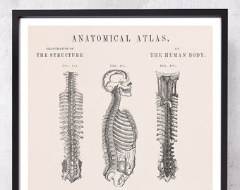 SPINAL COLUMN and VERTEBRAL anatomy art print for chiropractor and chiropractic medical student gift just graduate