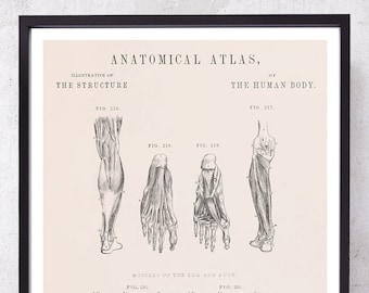 set of 4 Anatomy Leg Prints