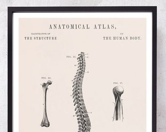 Antique Spine Anatomy Art Print: Chiropractic Gift