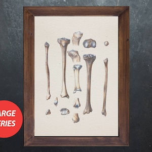 May include: A framed print featuring a vintage anatomical illustration of human bones. The artwork showcases detailed depictions of various bones in shades of beige, brown, and blue. The frame is made of dark brown wood, and a red circle with the text "LARGE SERIES" is in the lower left corner.