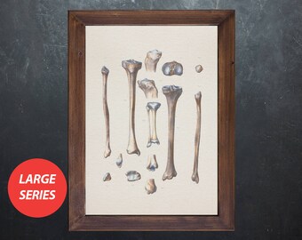 Sztuka anatomiczna KOŚCI PISZCZELI I STRZAŁY, prezent dla studenta medycyny, plakat anatomiczny, dekoracja gabinetu lekarskiego