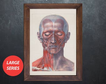 Sztuka anatomii GŁOWA MIĘŚNIE PODGRZYBEK Prezent dla studenta medycyny chiropraktycznej, plakat anatomiczny, dekoracja gabinetu lekarza
