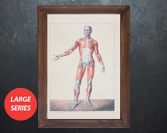 Anatomy art FRONT BODY MUSCLES doctor, medical student gift, anatomical poster, decoration office doctor