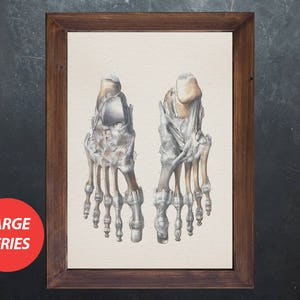 Arte anatomica OSSA SUPERIORI DEL PIEDE Regalo per studenti di medicina e podologia, poster anatomico, decorazione per ufficio medico