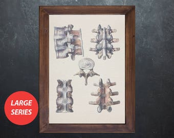 Anatomy art VERTEBRA JOINTS SPINE Radiology medical student gift, anatomical poster, decoration office doctor
