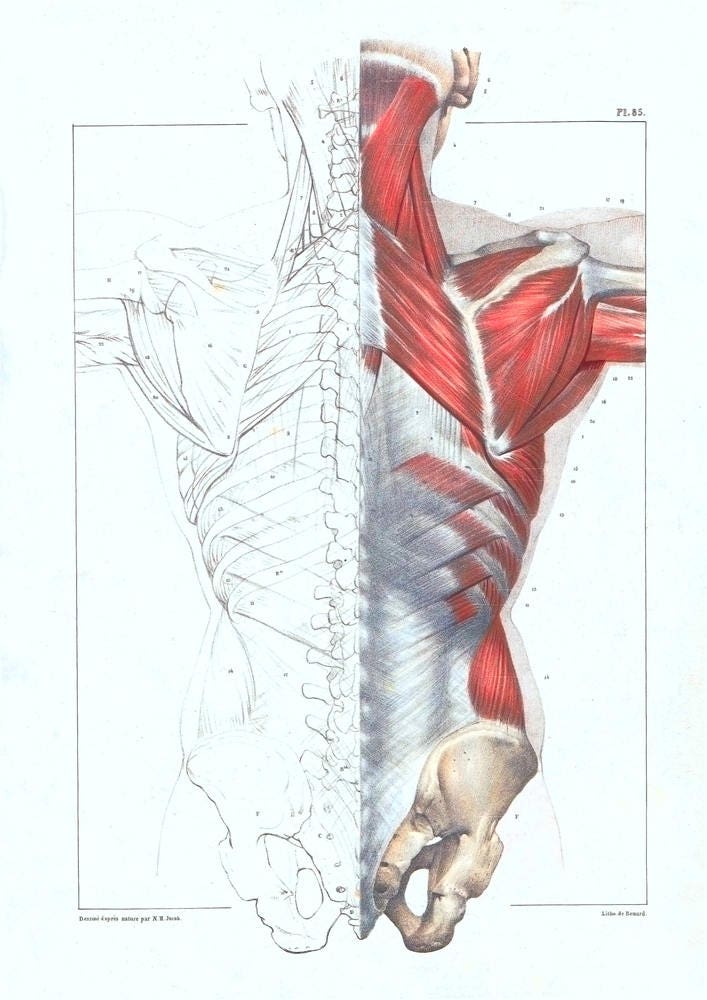 Anatomy Art BACK DRAWING MUSCLES Medical Student Gift, Anatomical ...