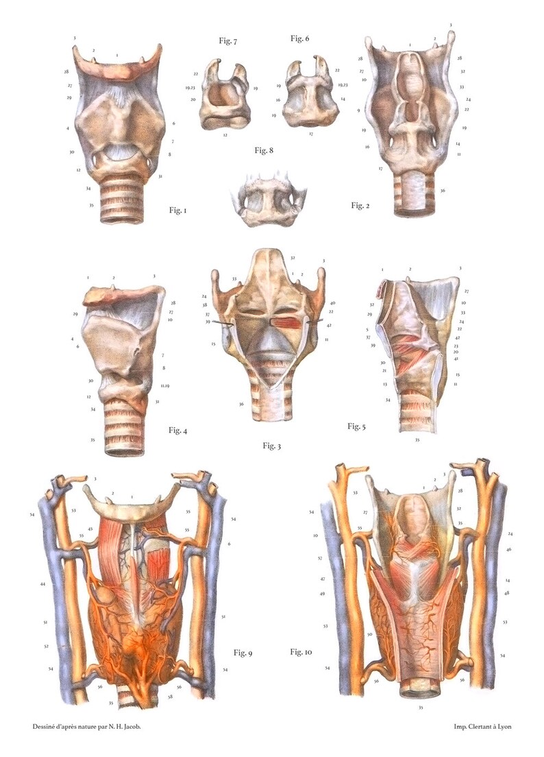 Anatomy Art LARYNX THROAT MUSCLES Ent Ohr Medical Student Gift