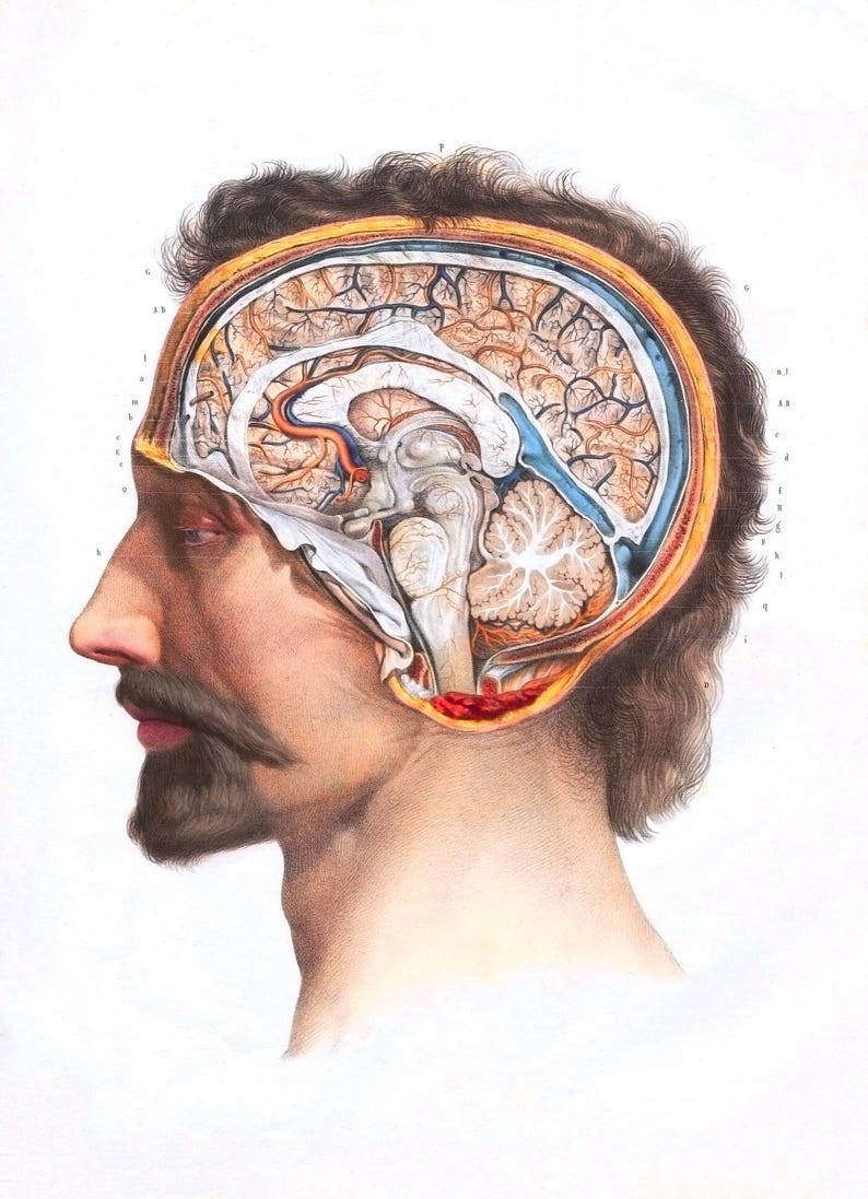Мозг в черепной коробке. Физиология мозга человека. Мозг человека анатомия и физиология.