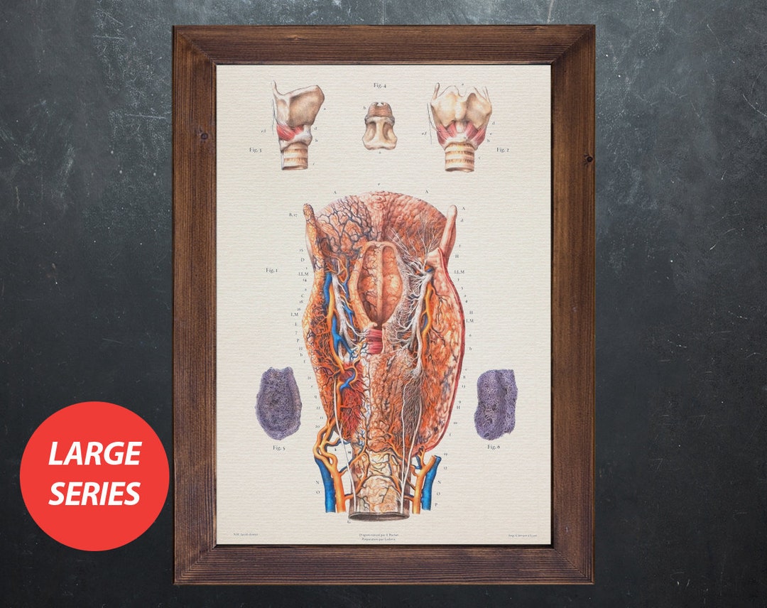 Vintage Larynx Anatomy Art Print: Medical Office Decor - Etsy