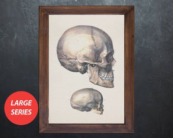 Grafika przedstawiająca anatomię czaszki w stylu vintage: prezent dla studenta medycyny