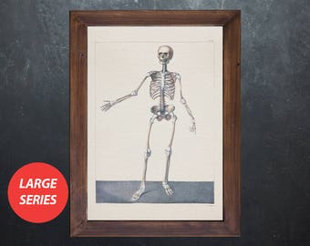 Anatomy art SKELETON FULL BONES Doctor, medical student gift, anatomical poster, decoration office doctor