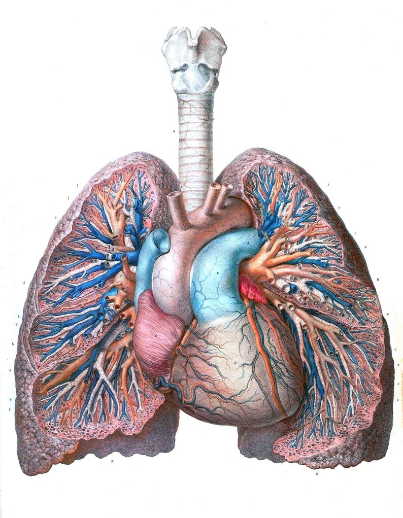 Anatomy art LUNG HEART TRACHEA medical student gift Etsy