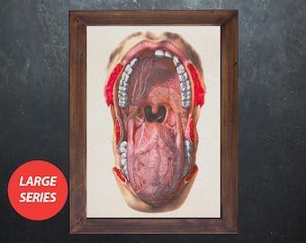 Sztuka anatomii USTA ZĘBY JĘZYK Prezent dla studenta medycyny dentystycznej, plakat anatomiczny, dekoracja gabinetu lekarskiego