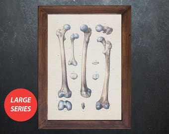 Anatomy art FEMUR BONES CARTILAGE Radiologists medical student gift, anatomical poster, decoration office doctor