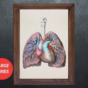 Anatomy art LUNG HEART TRACHEA medical student gift, anatomical poster, decoration office doctor image 1