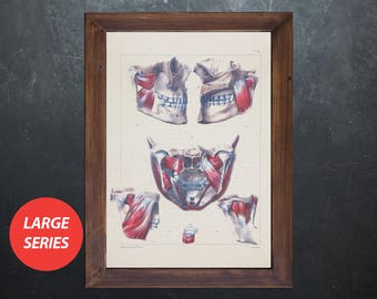 Anatomy art MOUTH BONES MUSCLES Dentist medical student gift, anatomical poster, decoration office doctor