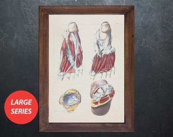 Sztuka anatomii STAWY I MIĘŚNIE STOPY prezent dla studenta medycyny, plakat anatomiczny, dekoracja gabinetu lekarza