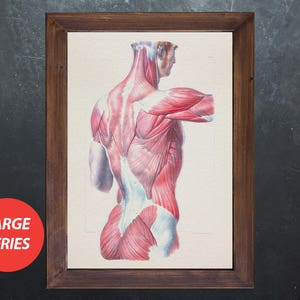 Anatomy art MEN BODY BACK medical student gift, anatomical poster, decoration office doctor