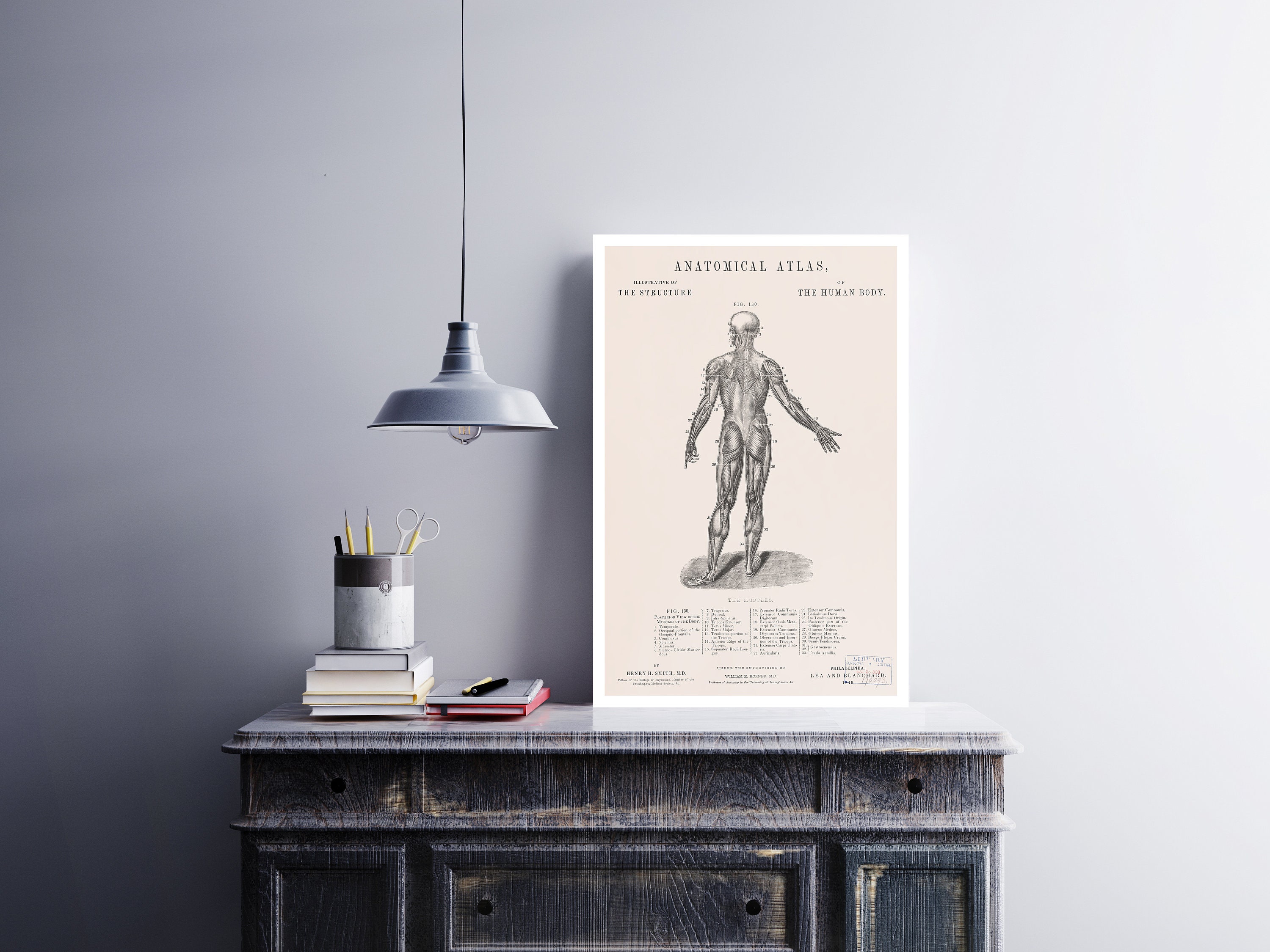 Antique Anatomy Art Print: 1849 Human Muscles Illustration - Etsy