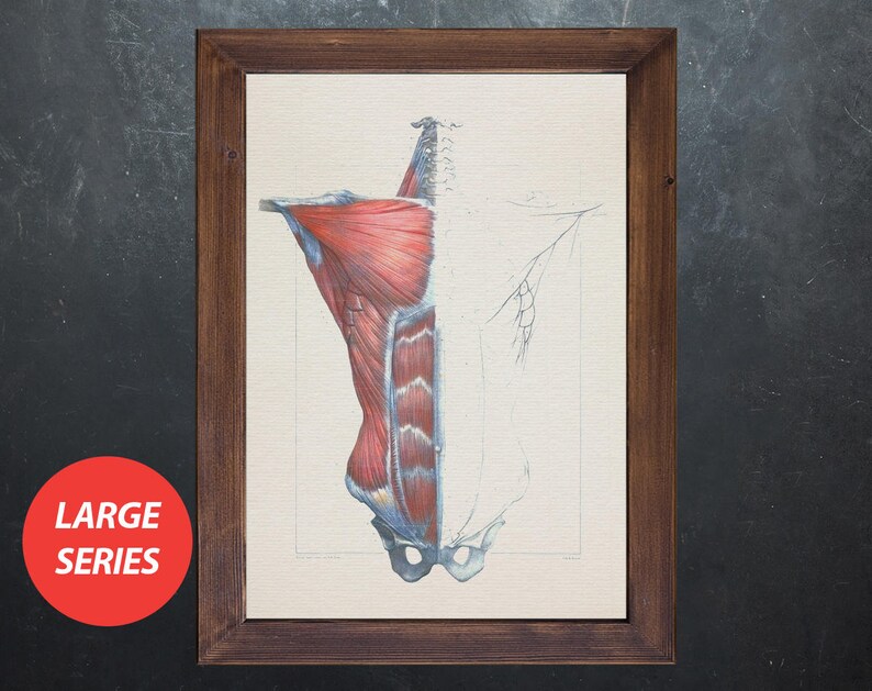 anatomical poster Anatomy art MUSCLES BACK SHOULDER medical student gift decoration office doctor