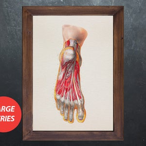Anatomy art FOOT MUSCLES NERVES medical student gift, anatomical poster, decoration office doctor