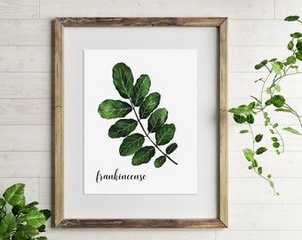 Frankincense / Botanical Watercolor / Botanical Print Set / Foliage Wall Art / Essential Oil Art / Watercolor Print
