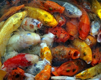 MARINE/OCEAN/SEALIFE