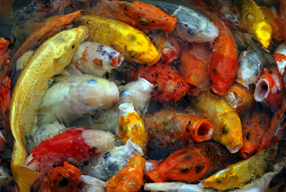 Koi fish for eating top