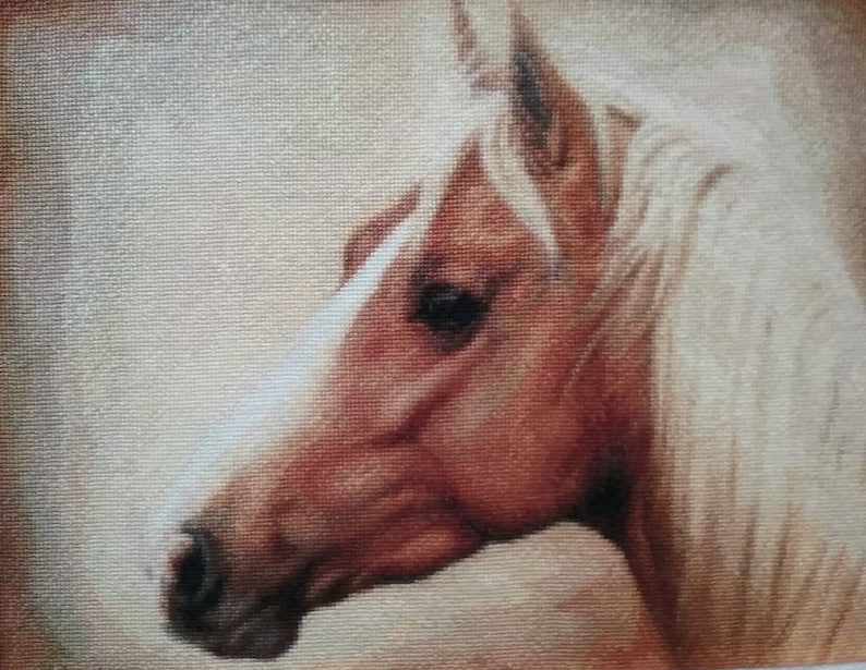 May include: Close-up of a horse's head, with a light brown coat and a white mane and forelock. The horse has a dark brown eye and a soft, gentle expression.