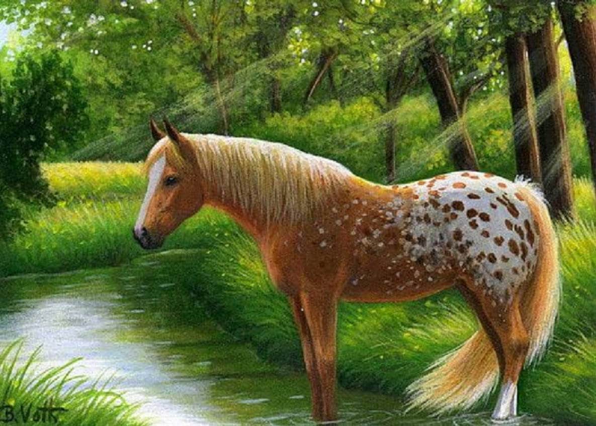 The Beauty of an Appaloosa Horse