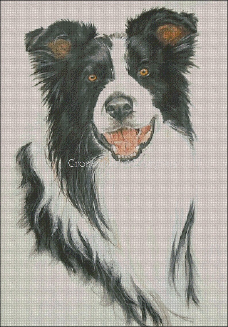 Border Collie Dog Counted Cross Stitch Pattern PDF - Etsy