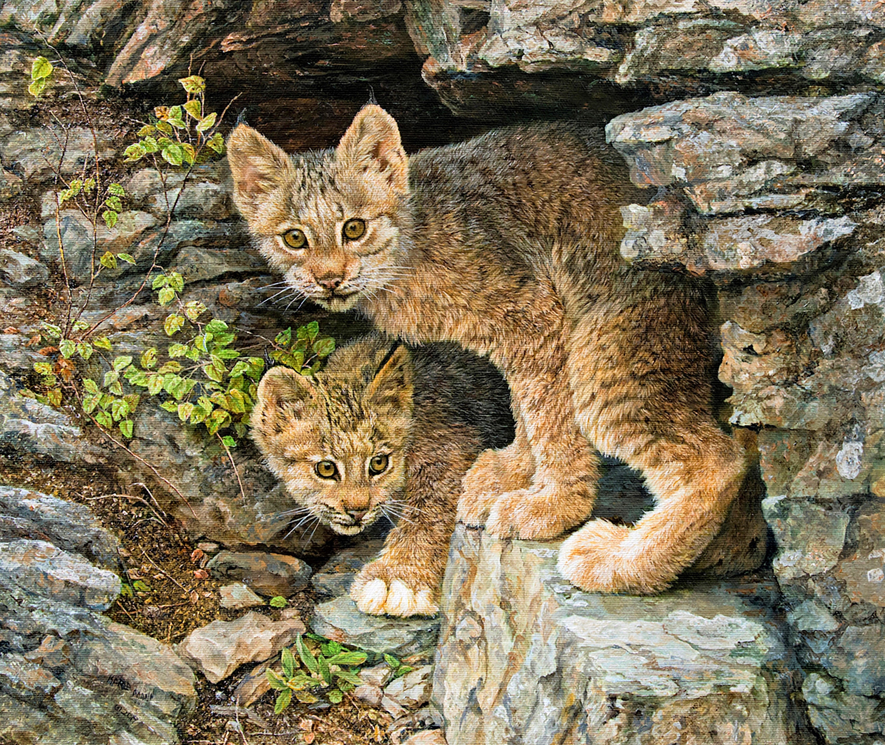Bobcat Kittens Wildlife Counted Cross Stitch Pattern Digital - Etsy Canada Bobcat Kittens Wildlife Counted Cross Stitch Pattern Digital - Etsy Canada