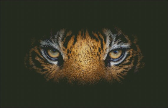 Tiger Eyes On Black Counted Cross Stitch Pattern Pdf Etsy
