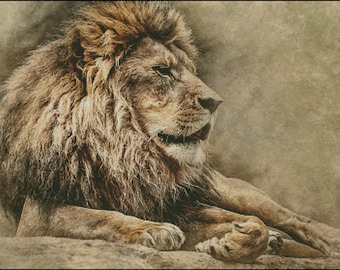 Lion and Lioness counted cross stitch pattern