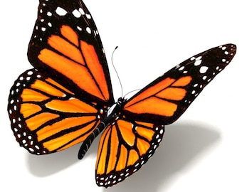 Monarch Butterfly counted cross stitch pattern digital pdf