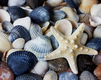 Sea shells marine ocean counted cross stitch pattern digital pdf