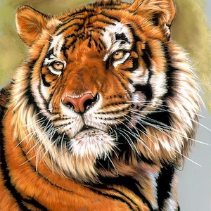 Tiger bengal siberian wild wildlife animal counted cross stitch pattern PDF