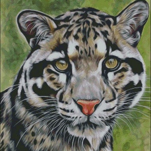 Op de afbeelding: Een close-up portret van een nevelpanter met een zwart-bruine gevlekte vacht. De panter heeft een lichtgrijze snuit met een roze neus en grote, gouden ogen. De achtergrond is een wazig groen.