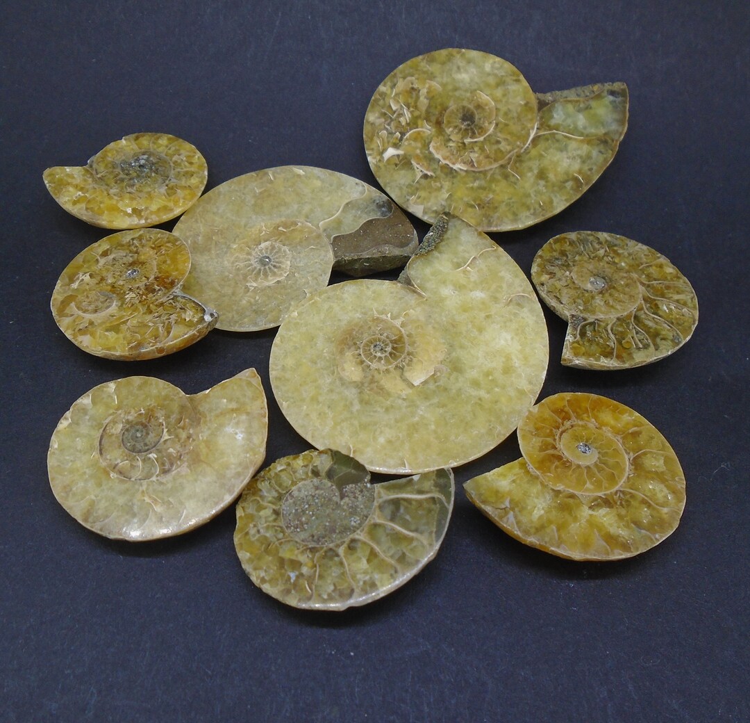 9 Mixed Ammonite Fossils - Shell Spirals, Madagascar Seconds - Etsy