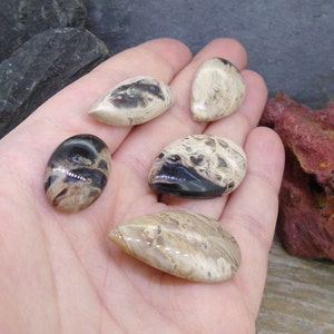 May include: Five polished petrified wood stones in various shapes and sizes. The stones display a mix of light brown, beige, and black colours with unique patterns. The smooth, glossy surfaces reflect light, highlighting the natural grain and details of the wood.