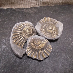 3x Pyrit Ammonit Negativ - Toll für Display oder Anhänger & Statement Ringe, Fossilien, Jurassic, Messing, KOSTENLOS WELTWEIT Lieferung 3205