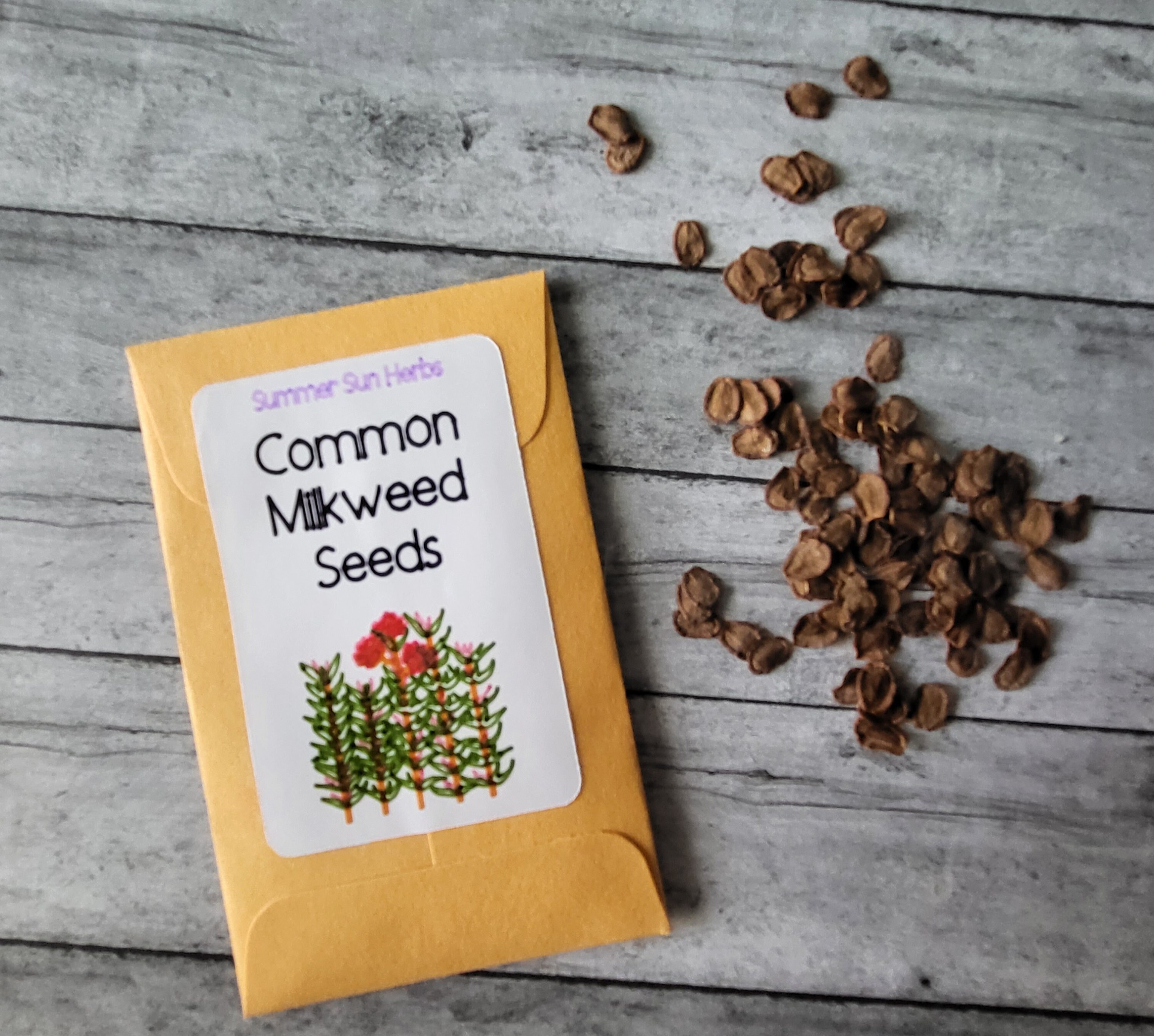 300+ Common Milkweed Seeds - Great For Attracting Monarch Butterflies, Perennial
