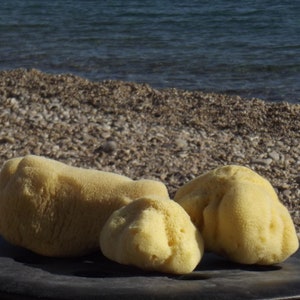 100% Natural Fine Silk Sponge  from Greek Seas, Yellow Colour