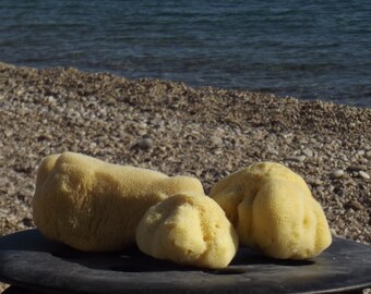 100% Natural Fine Silk Sponge  from Greek Seas, Yellow Colour