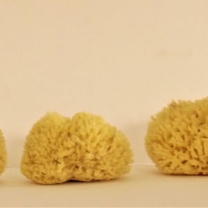 100% Natural Honeycomb Sponge from Greek Seas and Mediterranean, Yellow Colour