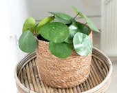 Pilea Peperomioides Cute Fake Plant, Artificial Plant, Scandinavian Home Decor, Chinese Money Plant, Indoor Greenery, Trendy Houseplant